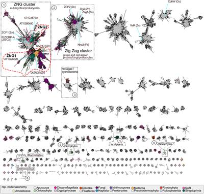 Two related families of metal transferases, ZNG1 and ZNG2, are involved in acclimation to poor Zn nutrition in Arabidopsis